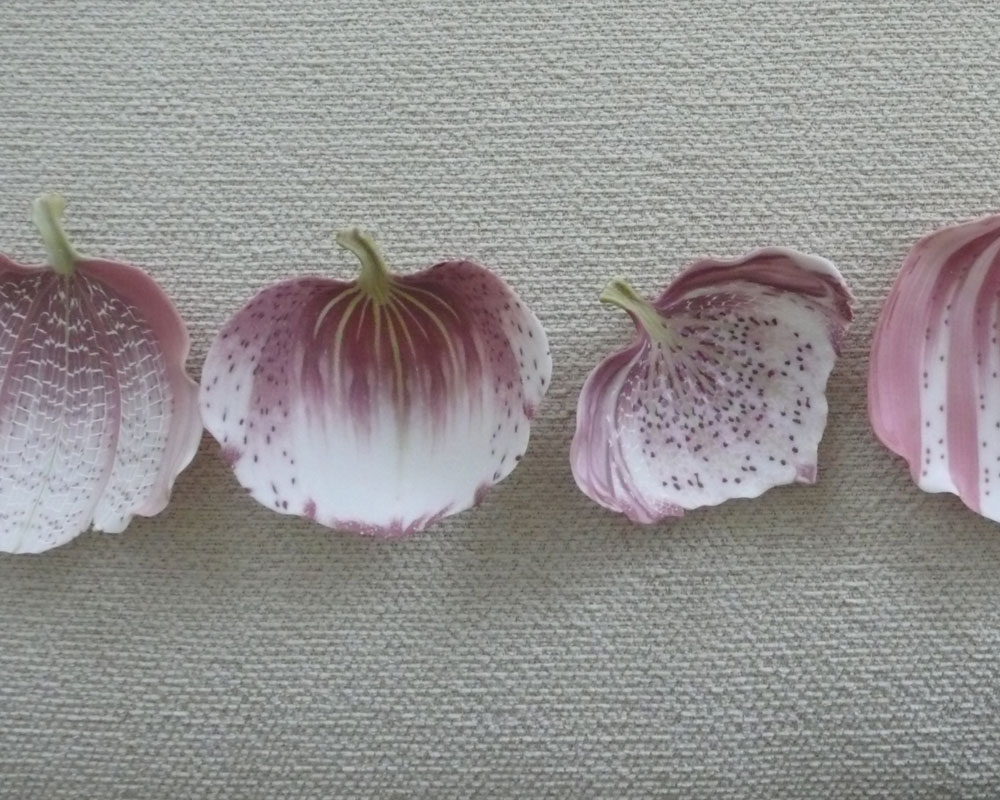 SpottedPetals